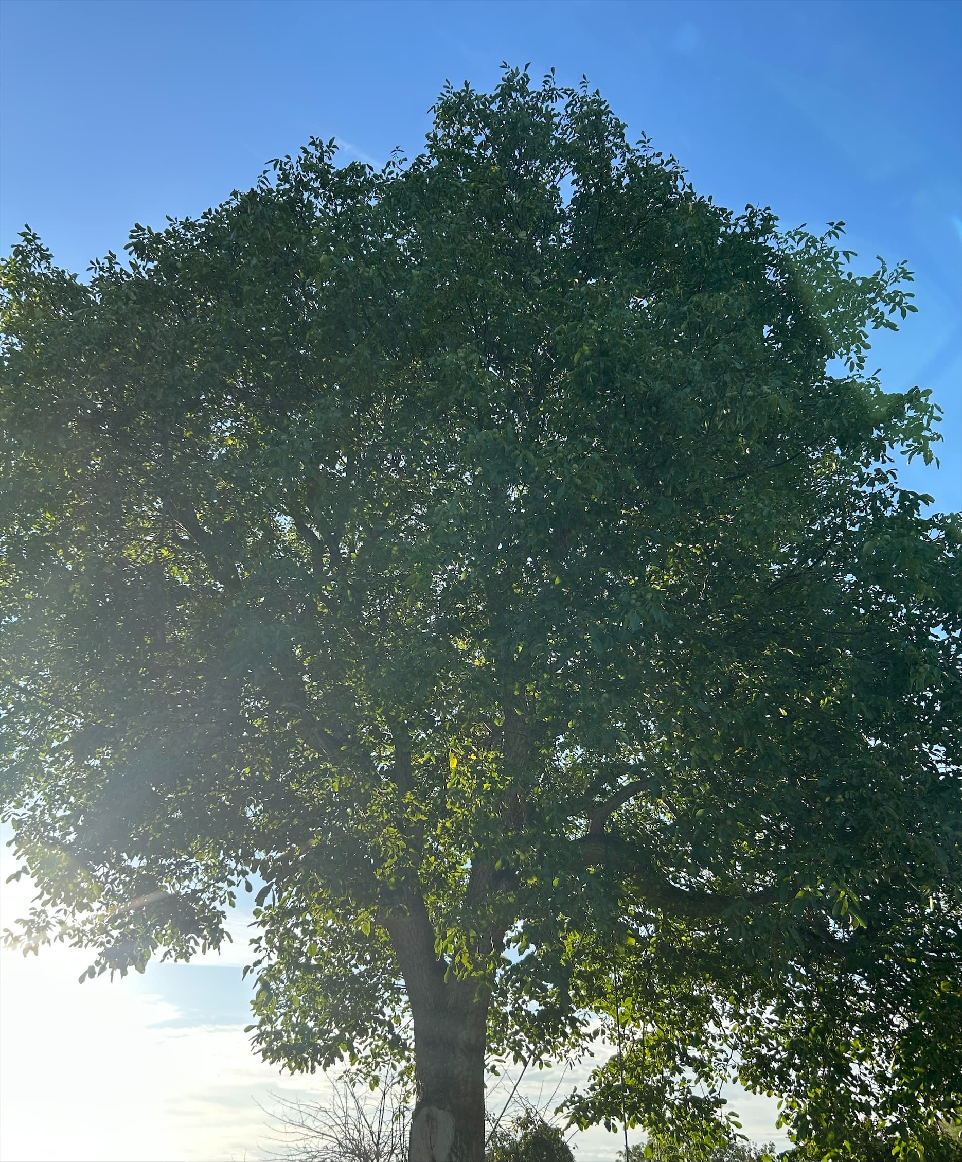 Treeworks